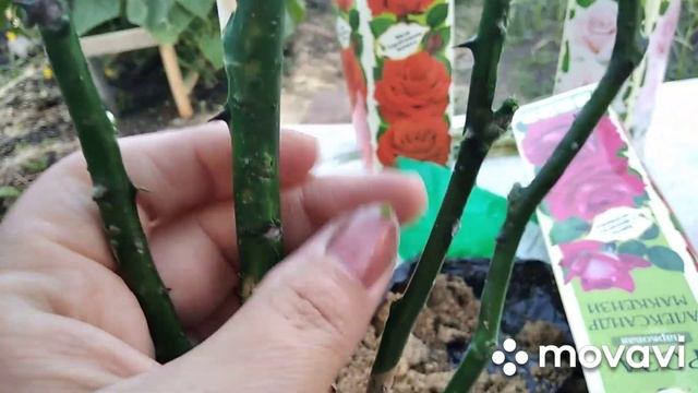 Как посадить розу? ??? смотреть онлайн