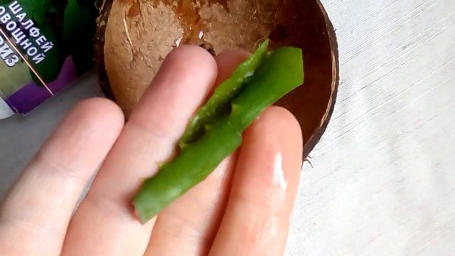 Шалфей овощной. Замачивание семян в соке алое смотреть онлайн