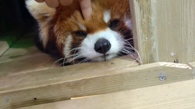 【red panda】What do red pandas think about when they are quiet? смотреть онлайн