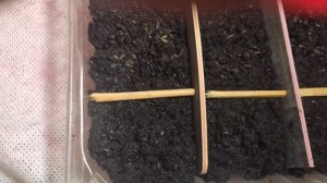 ХОСТА ИЗ СЕМЯН ускоренный процесс стратификации...стоит или нет...