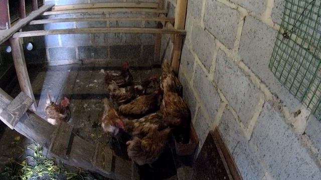 Новые Курчата Пополнили нас женский батальон смотреть онлайн