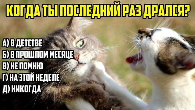Уникальный Тест: Узнай , Что люди ЦЕНЯТ в ТЕБЕ | Смотри Шоу смотреть онлайн
