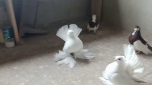 Омские статные голуби. Краснопегие турманы