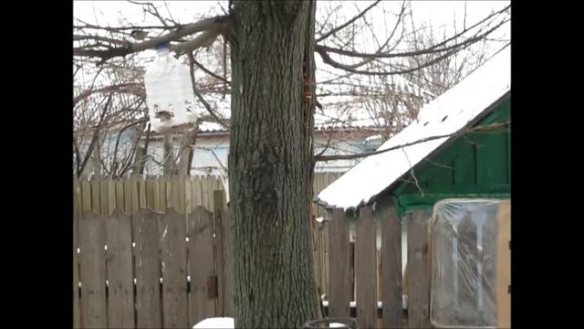 Подкормка птиц смотреть онлайн