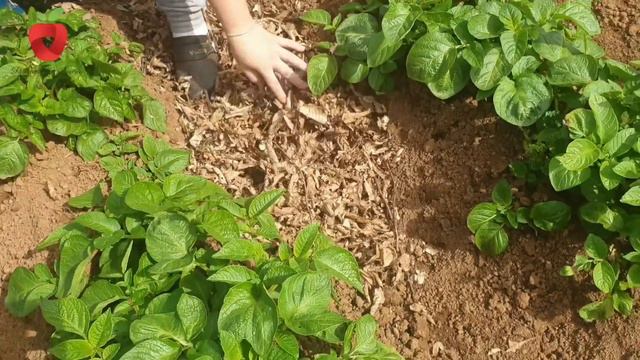 Sada je vrijeme za ove korake kako bi imali obilan i krupan urod krompira смотреть онлайн
