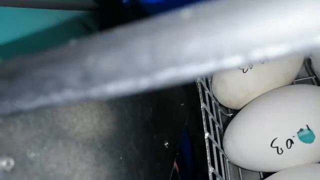 Закладка яйца. Стоя или лёжа? смотреть онлайн