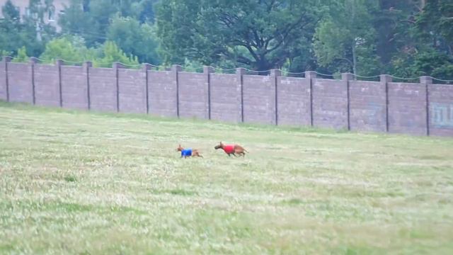 Чемпионат "Скоростные неборзые" 30.06.2013 - Чирнеко дель Этна смотреть онлайн