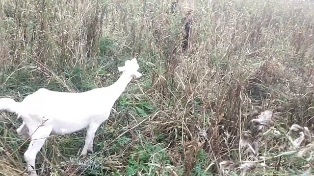 Кто лучше: Корова или Коза??? смотреть онлайн