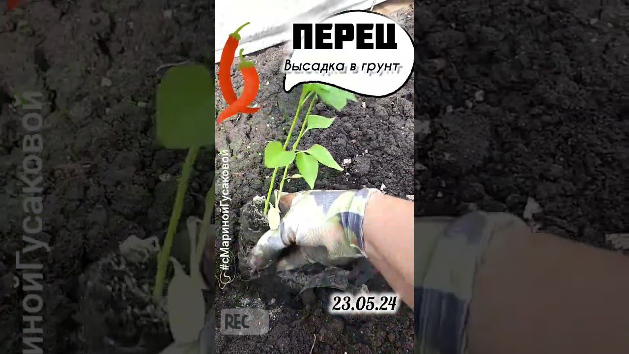 ПЕРЕЦ БЕЗ ПИКИРОВКИ Высадка в грунт, что кинуть в лунку | с Мариной Гусаковой смотреть онлайн