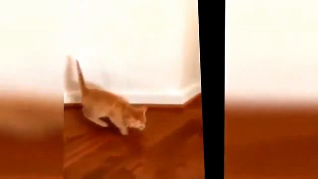 поющие попугаи смотреть онлайн