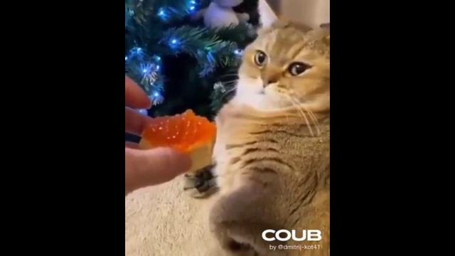 забавные котики - привереда смотреть онлайн