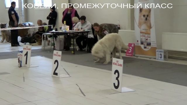 ВЫСТАВКА ПК, САНКТ ПЕТЕРБУРГ, КАВКАЗСКИЕ ОВЧАРКИ 17.01.2016 ТАТЬЯНА ЯГОДКИНА +79262205603 r-risk.ru смотреть онлайн