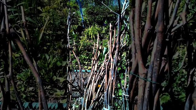 Лоза на чубууи смотреть онлайн