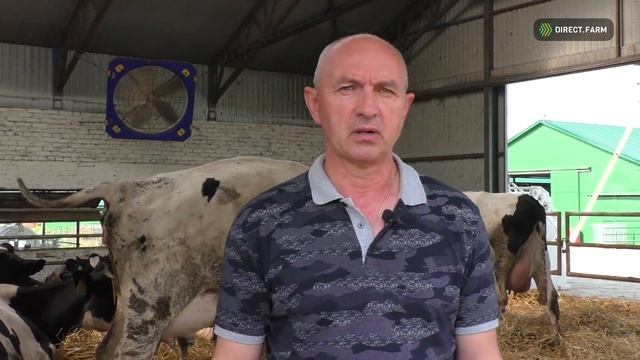 Сравнение способов содержания коров: глубокая подстилка или боксы смотреть онлайн