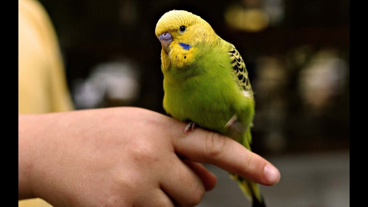 Как приручить попугая? Как я приручаю диких попугаев. смотреть онлайн