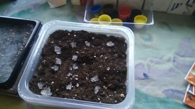 Проращивание семян томатов в гидрогеле смотреть онлайн