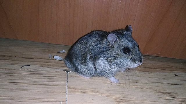 Хомяк сидит под дабстеп 27 секунд смотреть онлайн