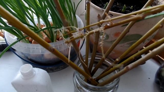 Черенкование ИВЫ ПЛАКУЧЕЙ. Ивовая вода природный укоренитель-стимулятор для растений.