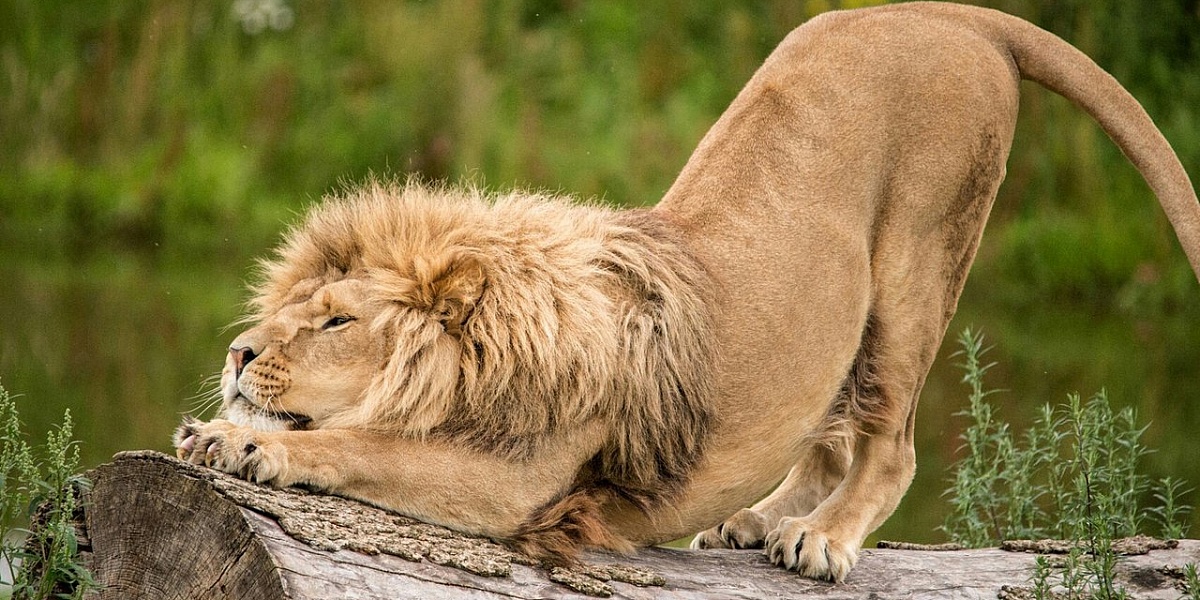 ЛЕВ: Ленивый "Царь зверей" или защитник семьи и добытчик? Интересные факты про львов и кошек смотреть онлайн