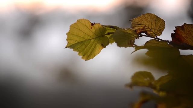 NIKON D600 ( MOVIE TEST ) смотреть онлайн