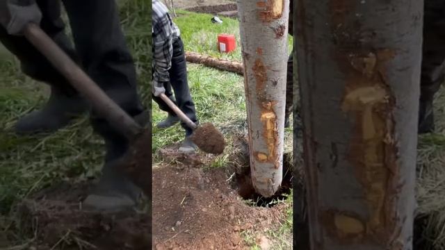 Строим на пасеке апидомик