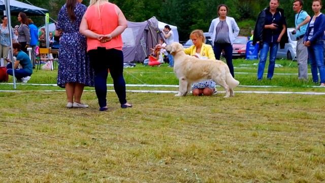 Хендлинг золотистого ретривера(13 национальная выставка золотистых ретриверов ) смотреть онлайн