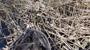 КАРАСЬ 2 кг вышел на НЕРЕСТ, но вода ушла. В ЛУЖЕ 20 см глубины и СОТНИ трофейного КАРАСЯ