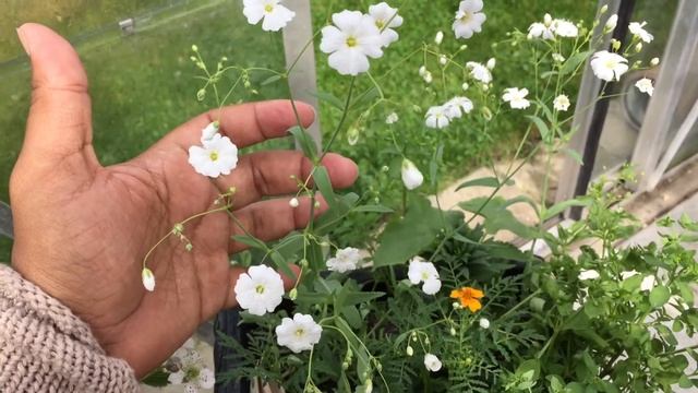 #35 Que planta é essa ? Gypsophila paniculata - veu de noiva - Mosquitinho смотреть онлайн