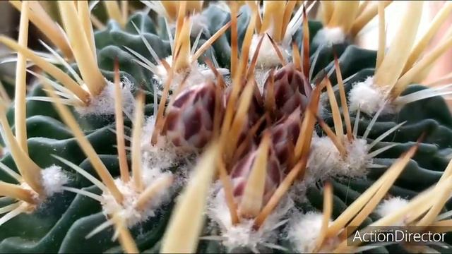 СТЕНОКАКТУС Расцвел!!! 💮CTENOCACTUS Blooming!
