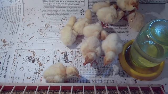 Выращивание бройлерных индюков Биг - 6 / Индюки за 6 месяцев 30 кг смотреть онлайн