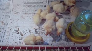 Выращивание бройлерных индюков Биг - 6 / Индюки за  6 месяцев 30 кг