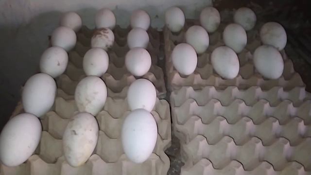 Собираю яйцо, хочу в этом году сделать эксперимент. смотреть онлайн