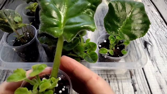 Скоро будем отсаживать деток от листов/результаты укоренения листьев от 4.11