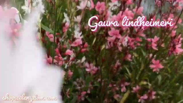 Gaura lindheimeri SISKIYOU PINK смотреть онлайн