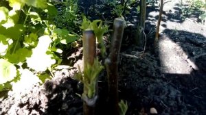 Грецкий орех из черенка. Часть 2