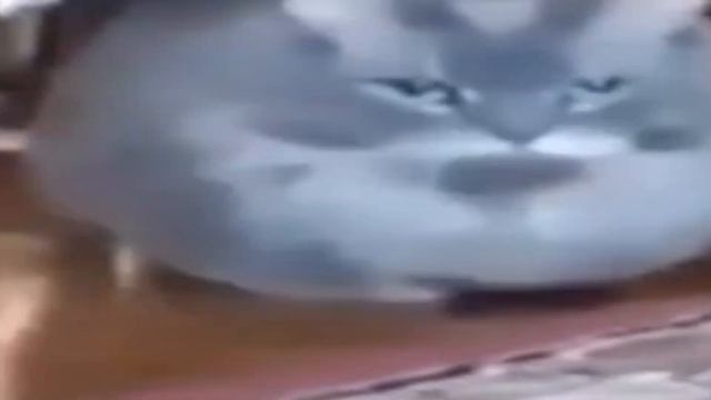 Забавные звуки звучат так. смотреть онлайн