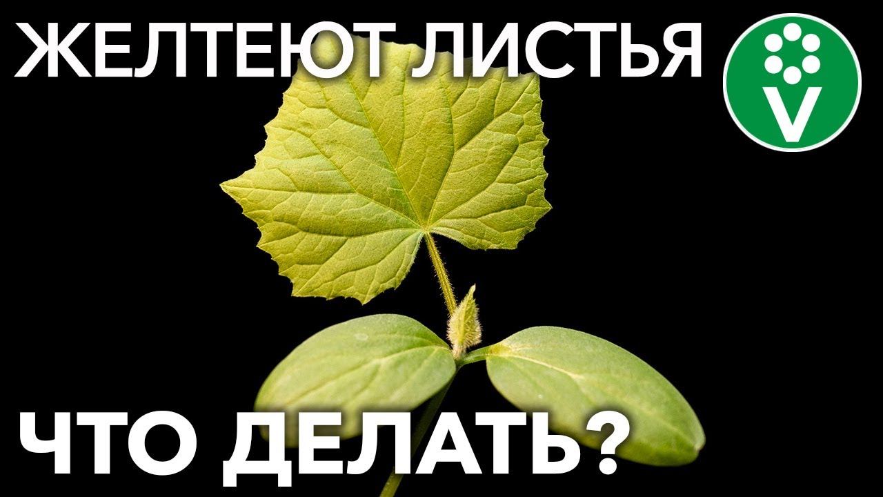 ЖЕЛТЕЮТ ЛИСТЬЯ ОГУРЦОВ? 8 причин и важные шаги по спасению урожая