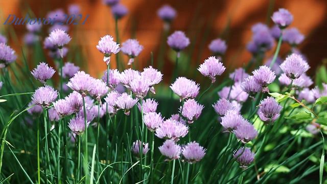 Воронеж ская область 2021. Цветы. Flowers смотреть онлайн
