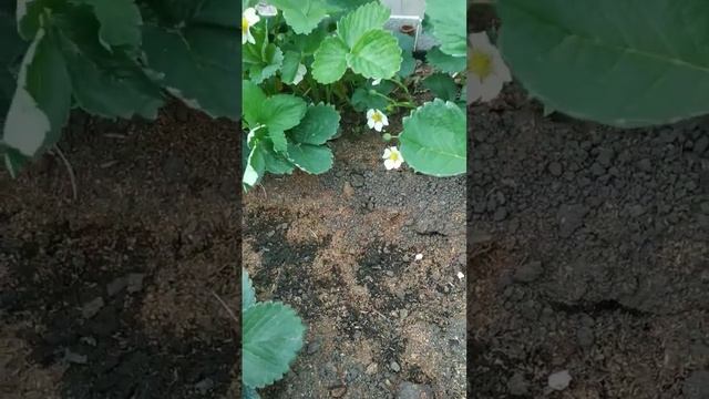 Когда удалять усы у клубники? смотреть онлайн