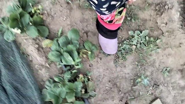 Клубника қураса кандай дарилер кажет? смотреть онлайн