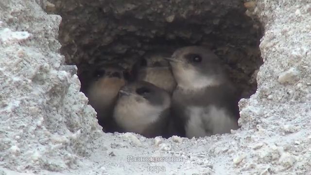 Птенчики ласточек сидят в гнездах, такие милахи! смотреть онлайн