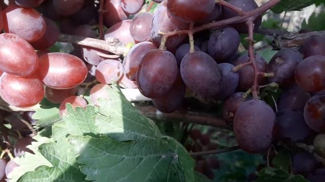 Виноград ,,Виктория ".... смотреть онлайн