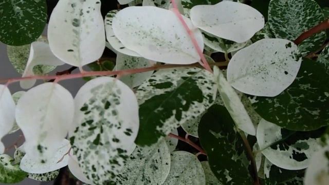 Breynia Nivosa Or Hawaiian Snowbush