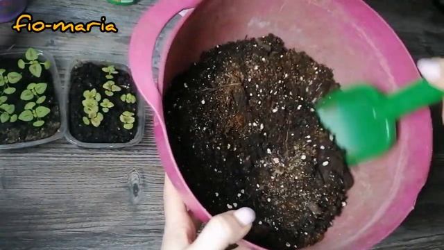 Посев семян Колеуса. Как посадить Колеус?Sowing Seeds Of Coleus. Колеус Бархат F1, Роза F1.