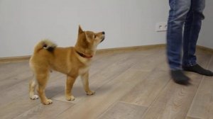 Сиба ину щенок 3 месяца.