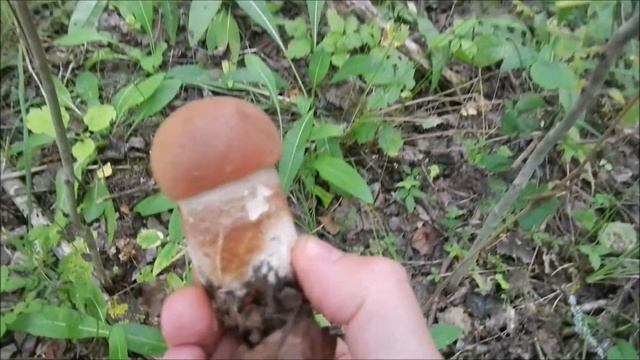 3 часть. 1 серия. ГРАНД ТУР. КАЛУЖСКАЯ. Оптина Пустынь, Козельск, Калуга и др смотреть онлайн