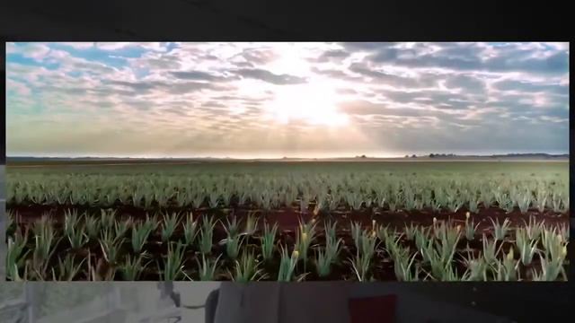 Форевер Ливинг что это Как можно зарабатывать с помощью этого бизнеса смотреть онлайн