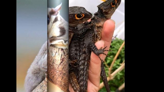 Экзотические маленькие дракончики смотреть онлайн