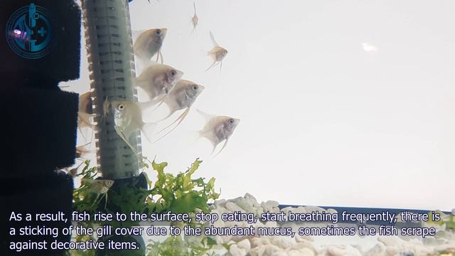 Что убивает наших дискусов. Жаберные сосальщики рыб Латинской Америки: диагностика, лечение. смотреть онлайн