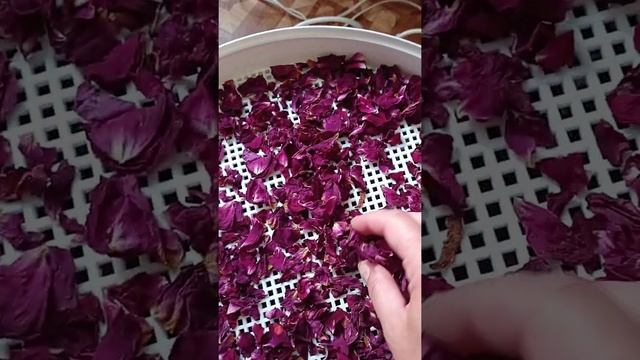 Ферментированный чай из вишневых листьев и лепестков роз. Отправляю на сушку. смотреть онлайн